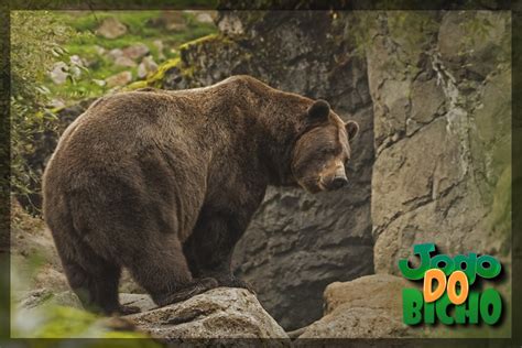 urso puxa o quê no jogo do bicho,Mais